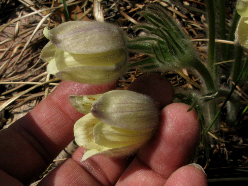 Image of Pulsatilla orientali-sibirica specimen.