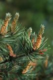 Pinus sylvestris