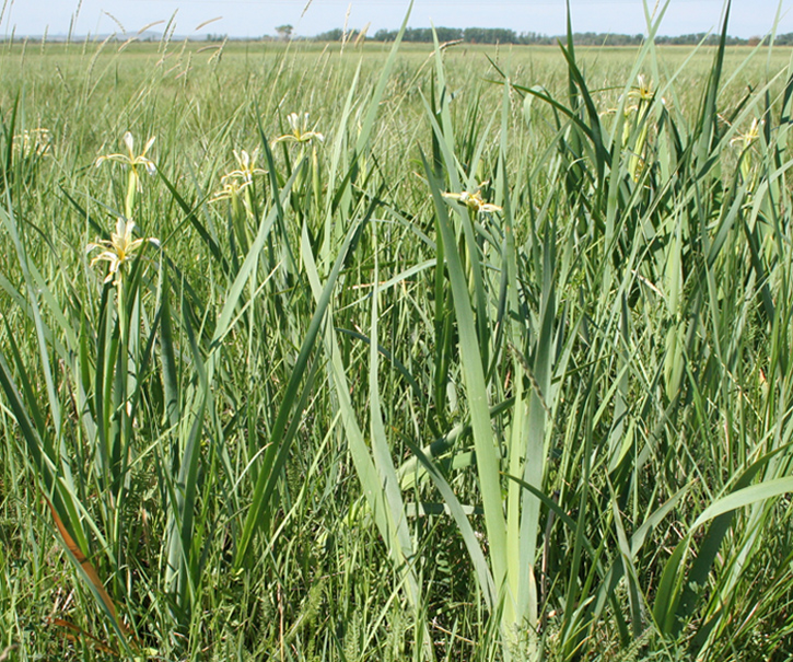 Image of Iris halophila specimen.