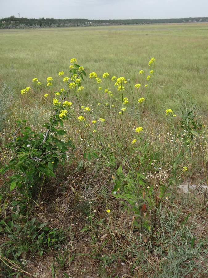 Image of Sisymbrium loeselii specimen.