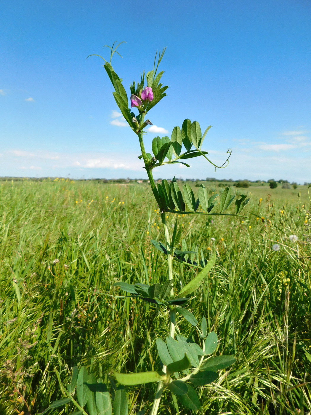 Image of Vicia angustifolia specimen.