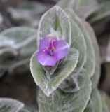 Tradescantia sillamontana