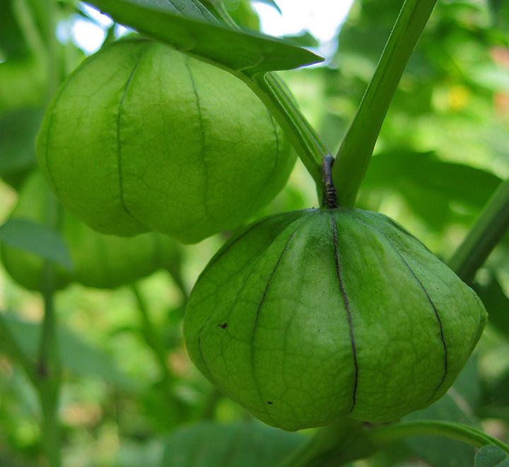 Изображение особи Physalis ixocarpa.