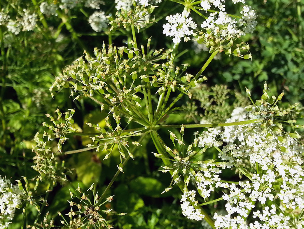 Image of Aegopodium podagraria specimen.