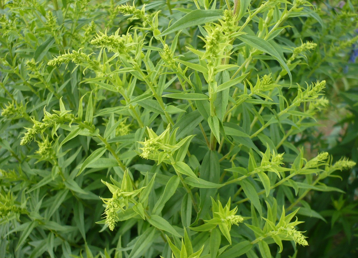 Image of Solidago canadensis specimen.