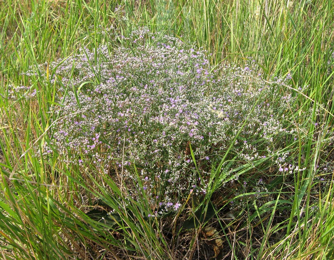 Image of Limonium coriarium specimen.