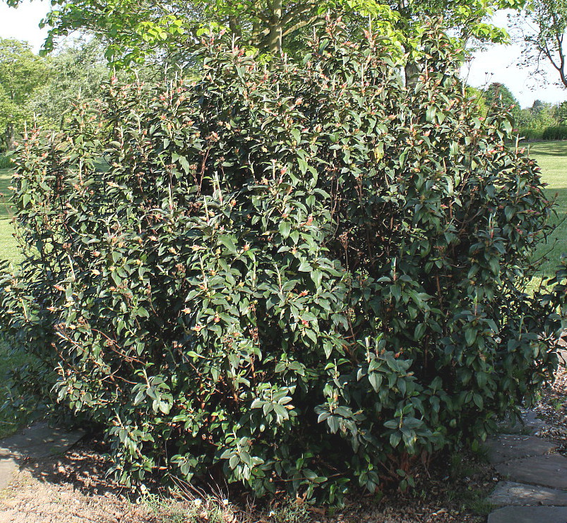 Image of Cistus laurifolius specimen.