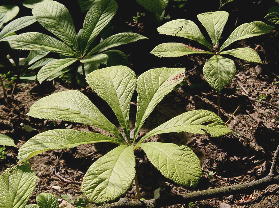 Изображение особи Rodgersia purdomii.