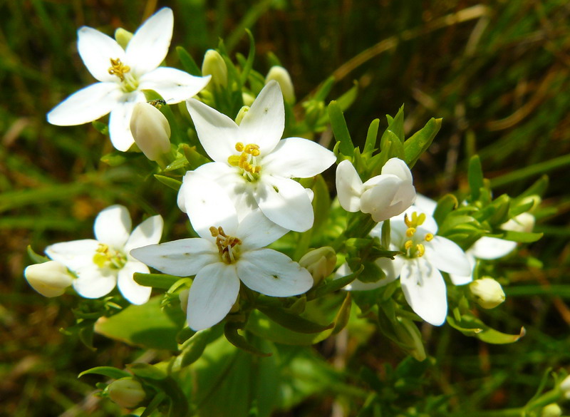 Image of Centaurium erythraea specimen.