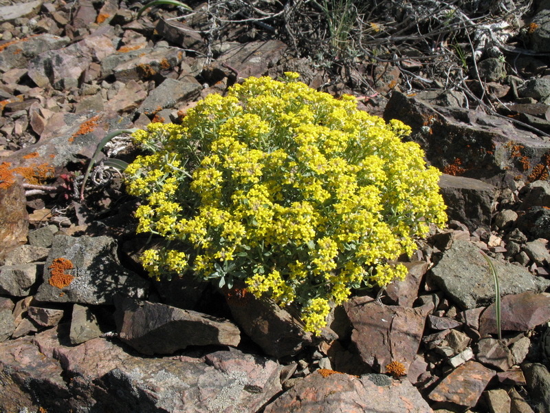 Image of Odontarrhena obovata specimen.