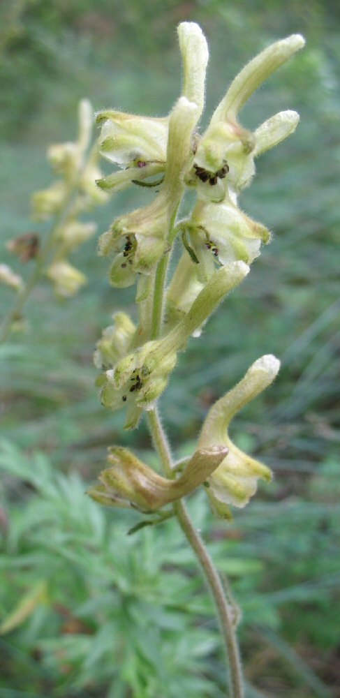 Изображение особи Aconitum sukaczevii.