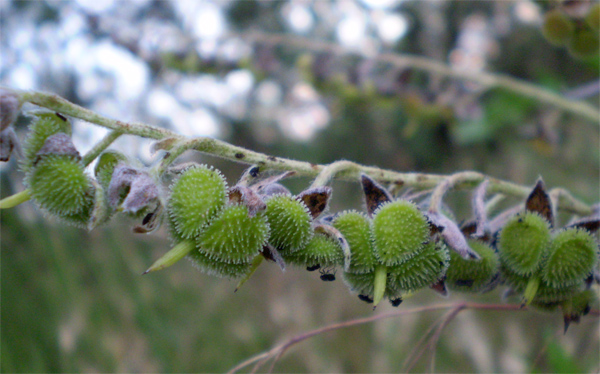 Image of Cynoglossum officinale specimen.