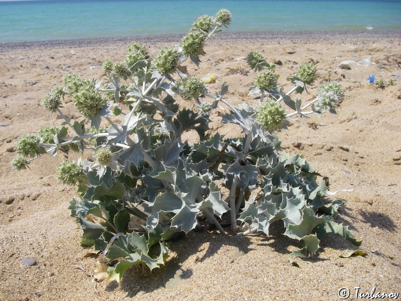 Изображение особи Eryngium maritimum.