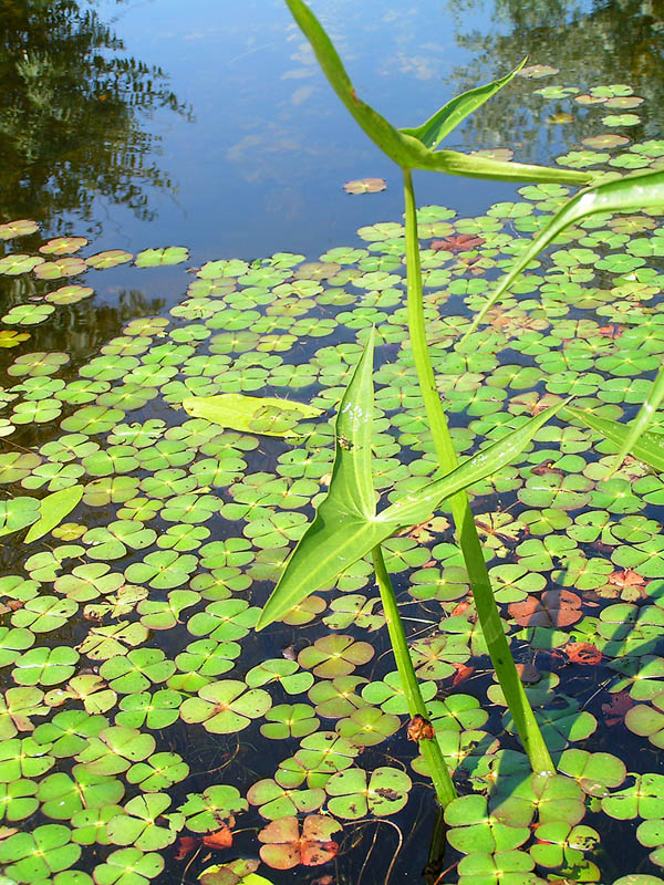 Image of Marsilea quadrifolia specimen.