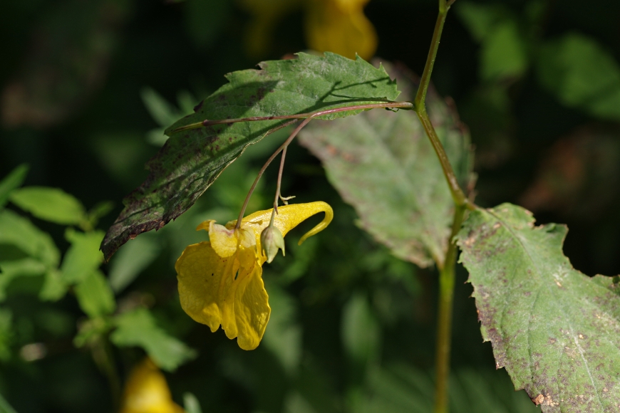 Image of Impatiens noli-tangere specimen.