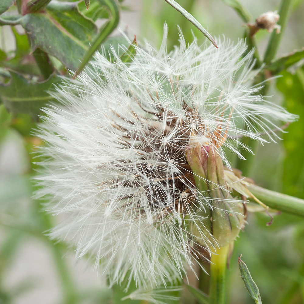 Изображение особи Urospermum picroides.