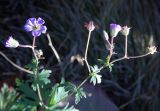 Geranium laetum