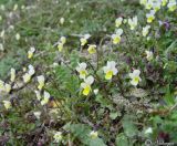 Viola arvensis