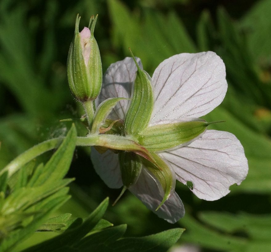 Image of Geranium affine specimen.