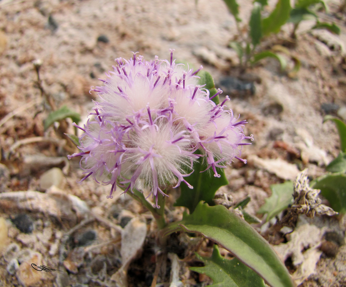 Image of Saussurea davurica specimen.