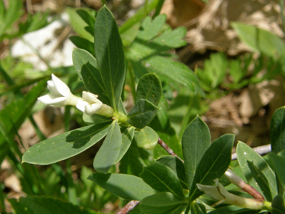 Image of Daphne taurica specimen.