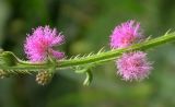 Mimosa pudica