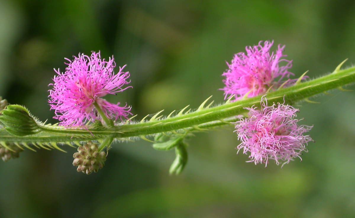 Image of Mimosa pudica specimen.