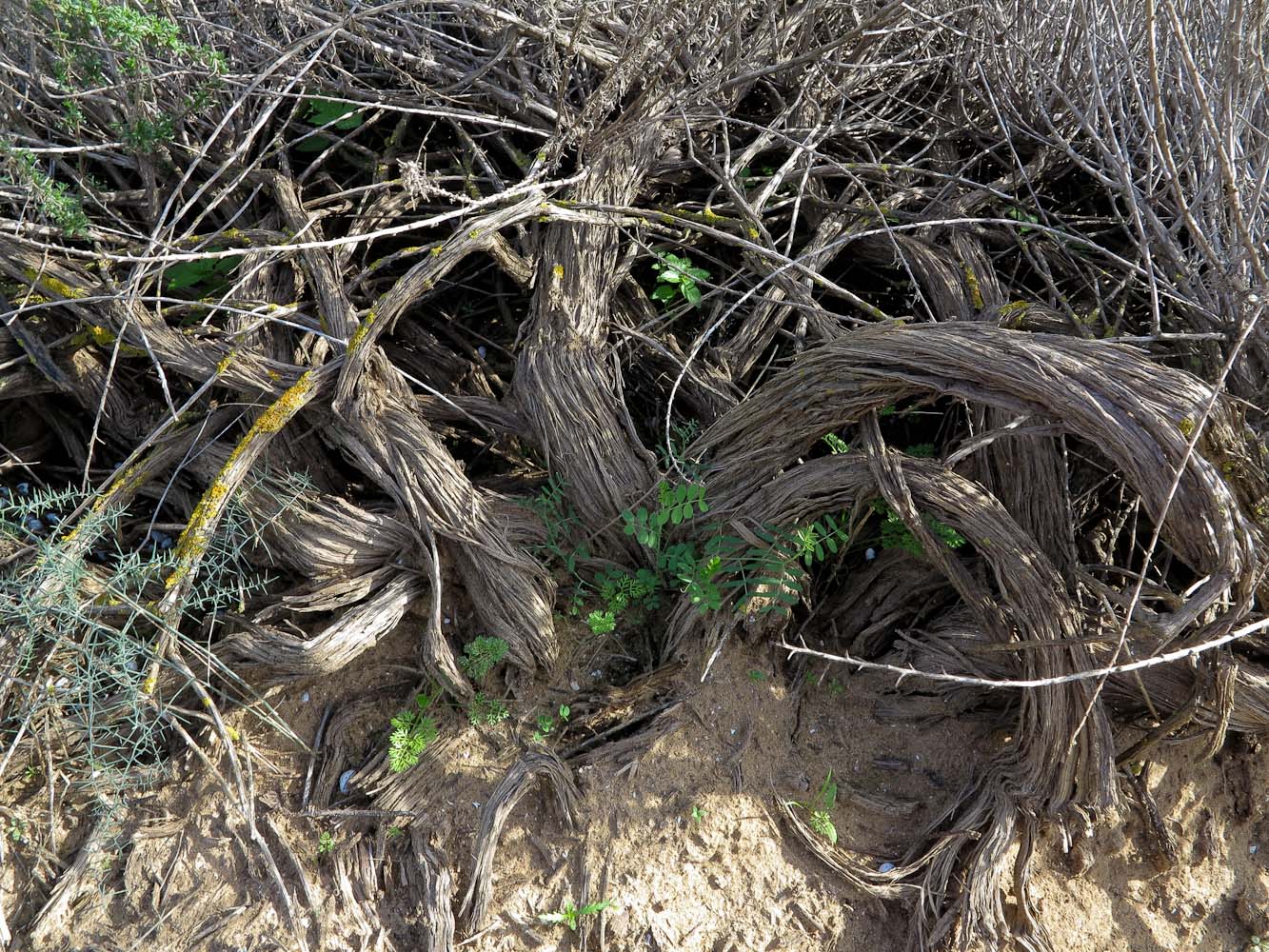 Image of Artemisia monosperma specimen.