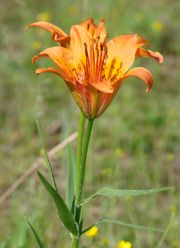 Image of Lilium pensylvanicum specimen.