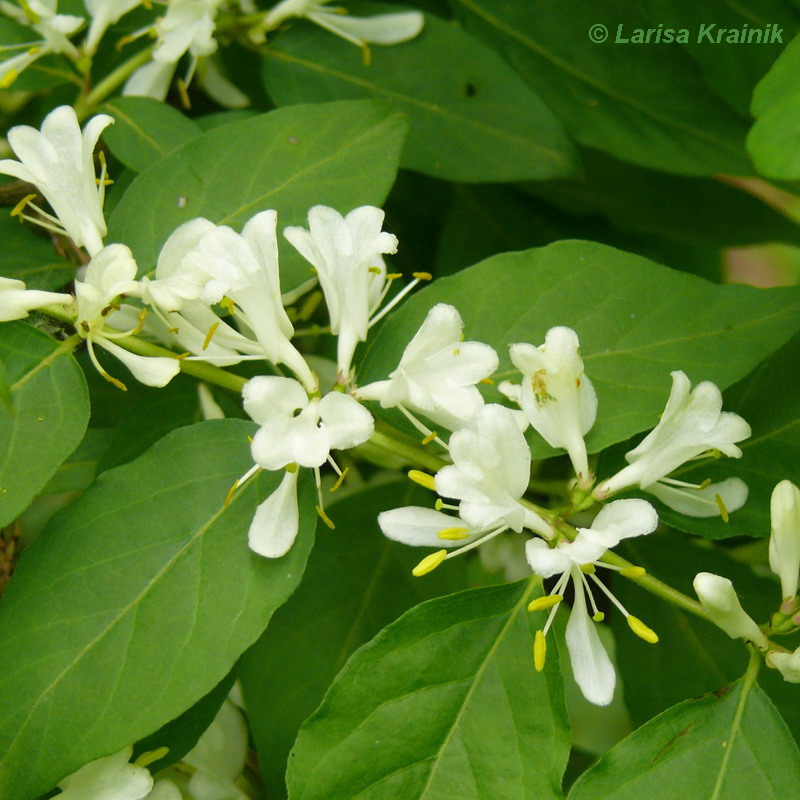 Изображение особи Lonicera maackii.