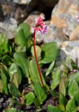 Bergenia crassifolia. Цветущее растение. Бурятия, Окинский р-н, падь Хи-Гол, ≈ 2000 м н.у.м., горная тундра. 11.07.2015.