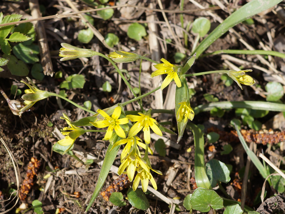 Изображение особи Gagea lutea.