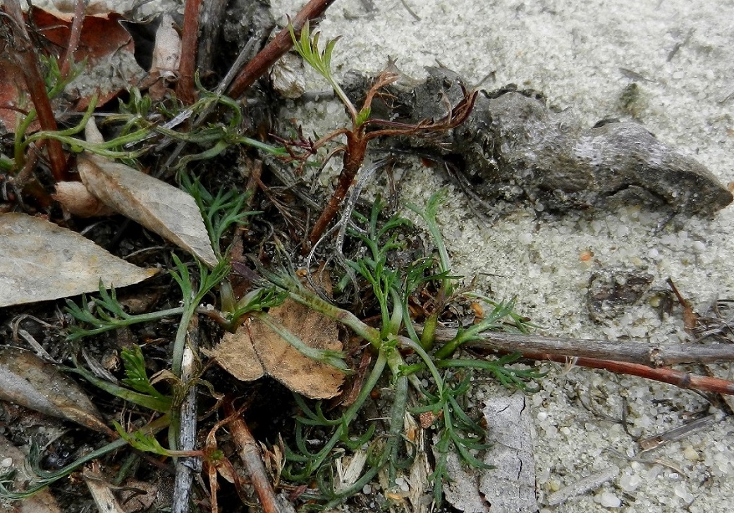 Изображение особи Artemisia campestris.