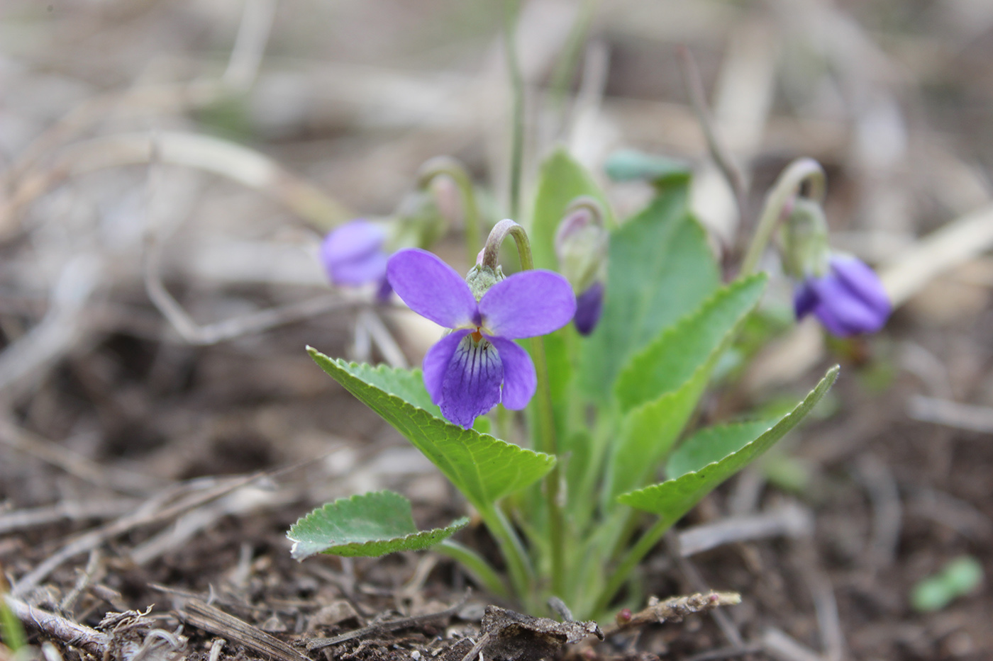 Image of Viola ambigua specimen.