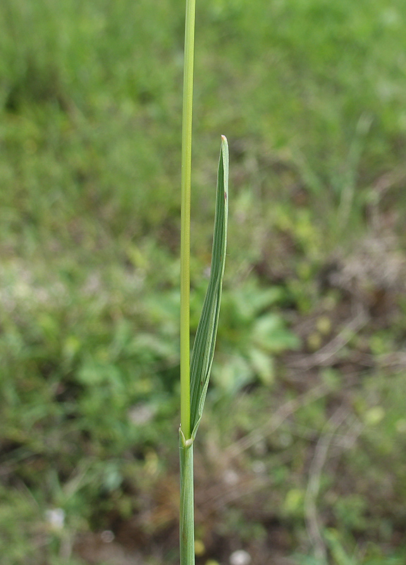 Image of Koeleria talievii specimen.