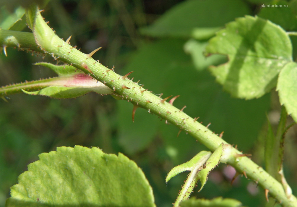 Image of Rosa damascena specimen.