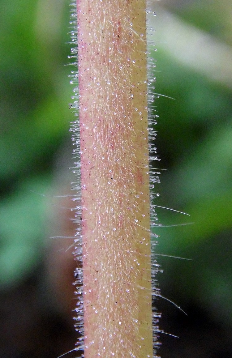 Image of Geranium bohemicum specimen.