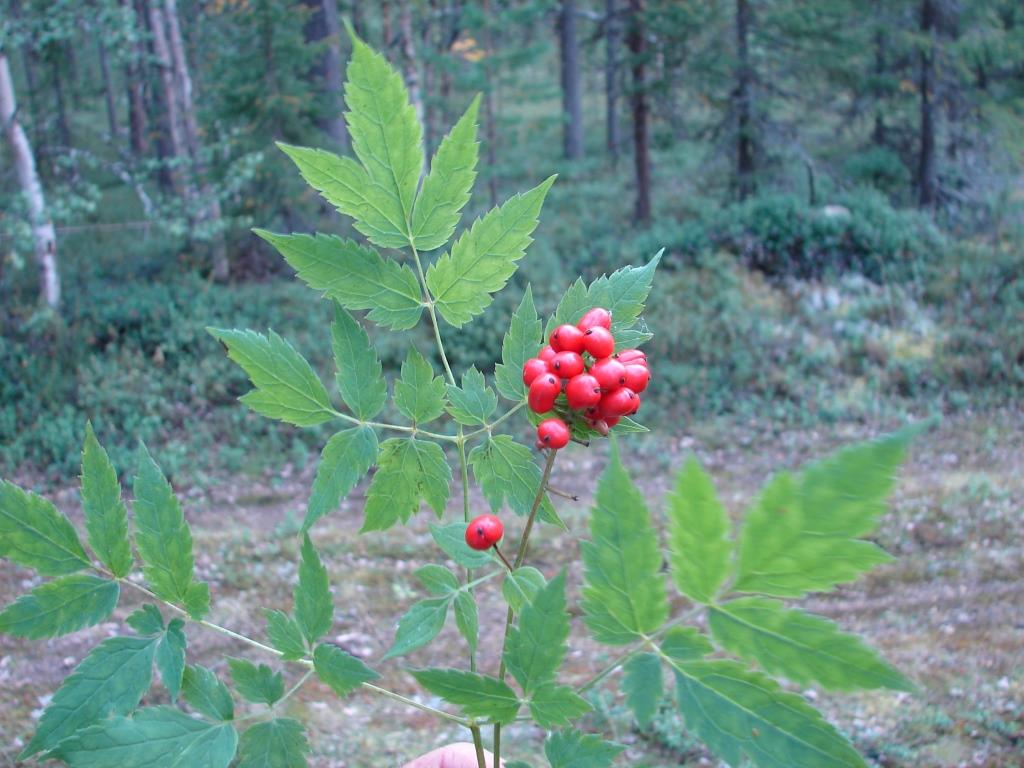 Image of Actaea erythrocarpa specimen.