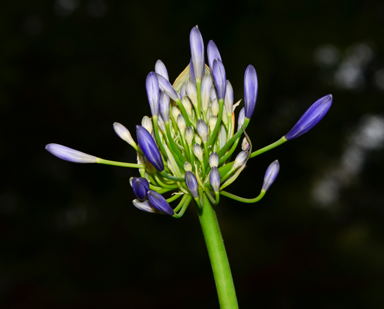 Изображение особи Agapanthus africanus.