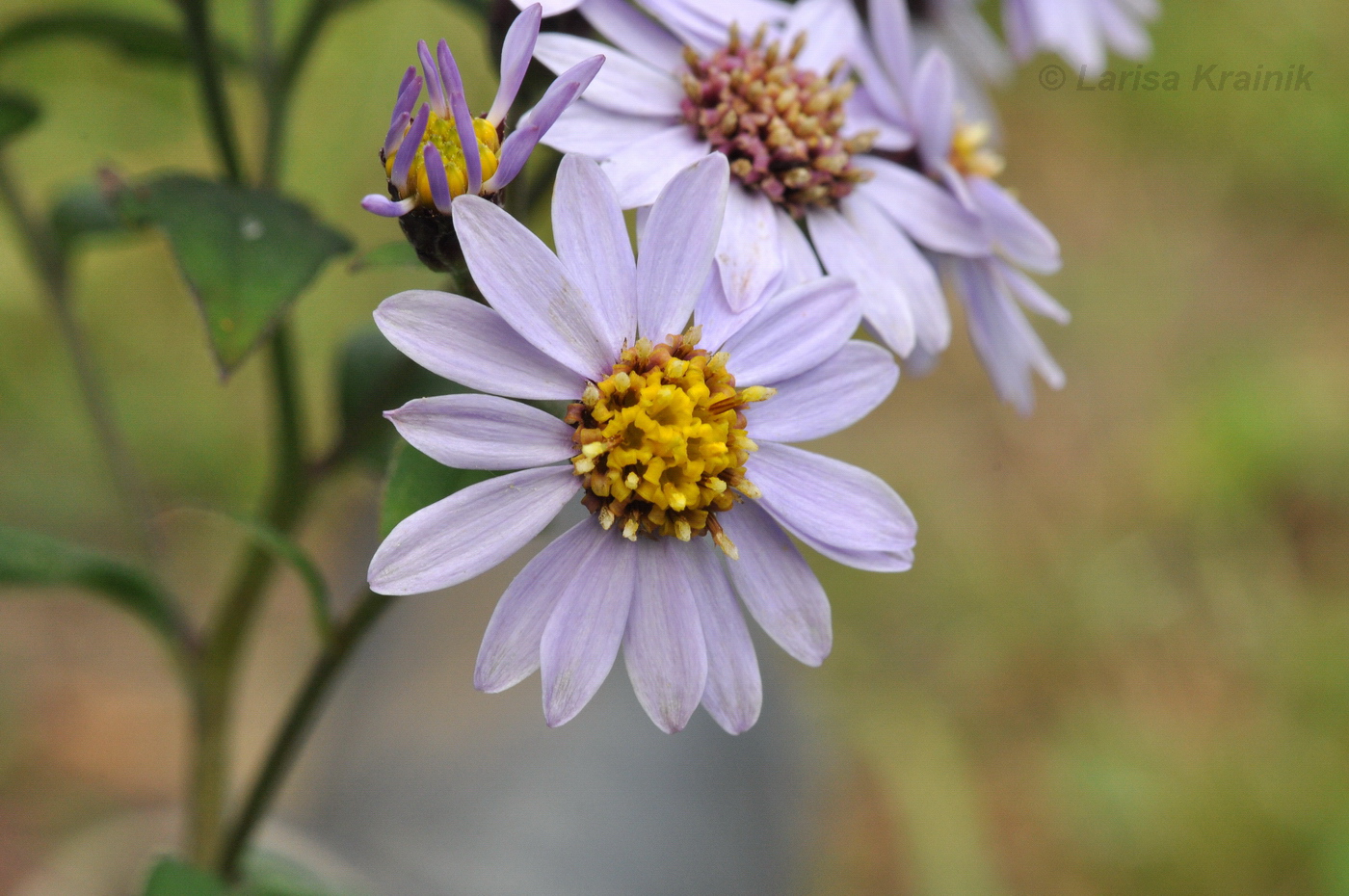 Image of Aster ageratoides specimen.