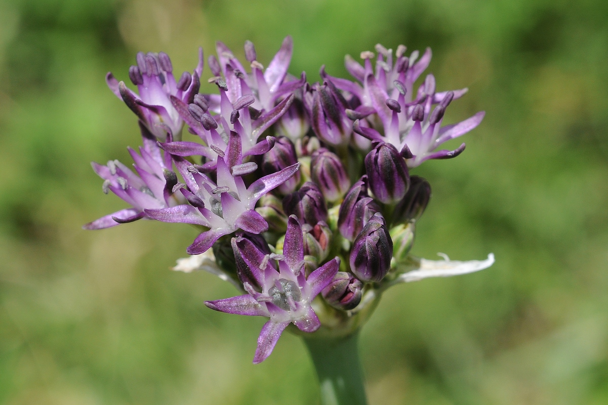 Image of Allium minutiflorum specimen.