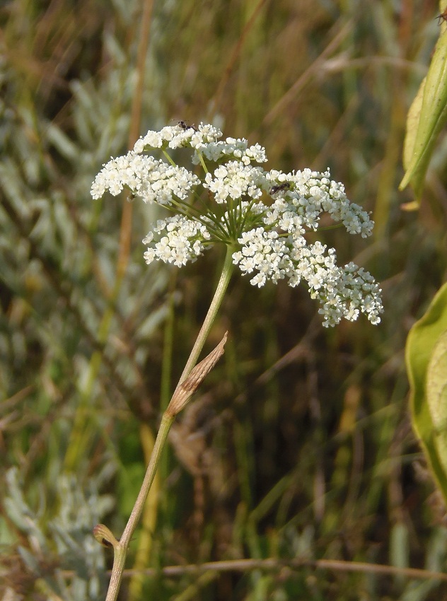 Image of Pimpinella saxifraga specimen.