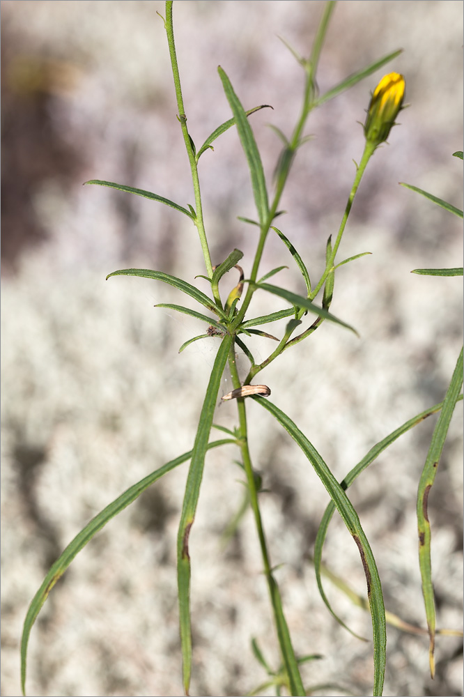 Image of Hieracium filifolium specimen.