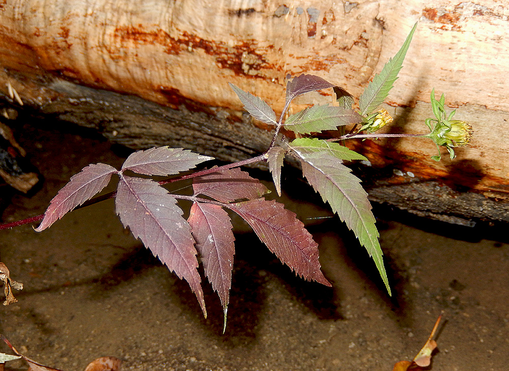 Image of Bidens frondosa specimen.