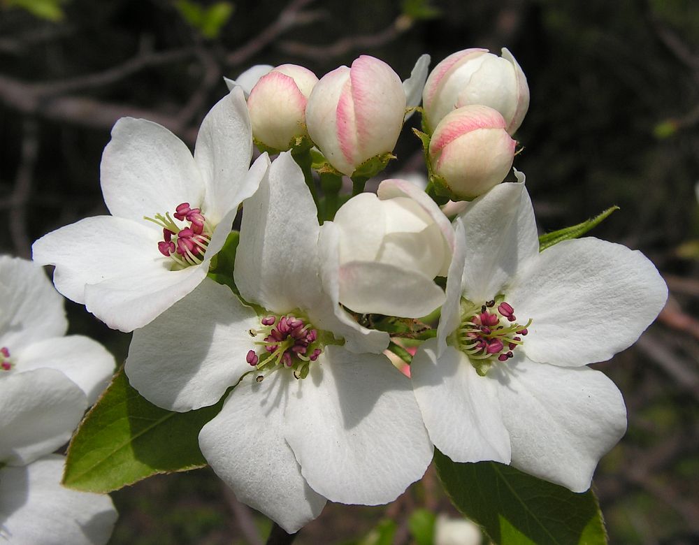 Изображение особи Pyrus ussuriensis.