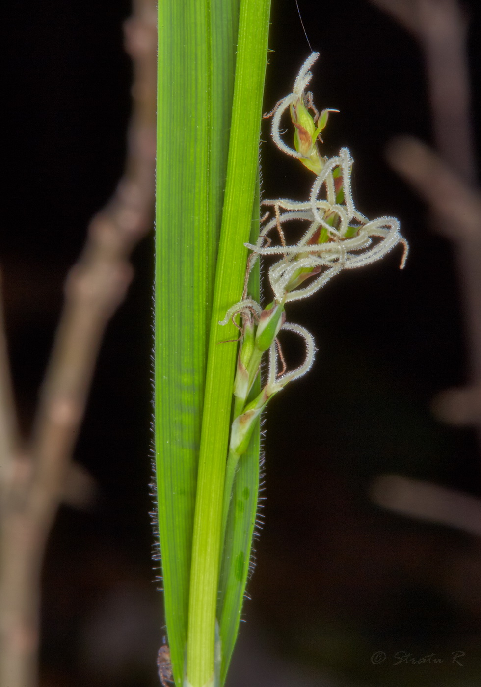 Image of Carex pilosa specimen.