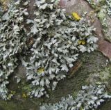 Physcia adscendens