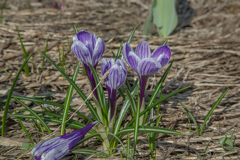 Изображение особи Crocus vernus.