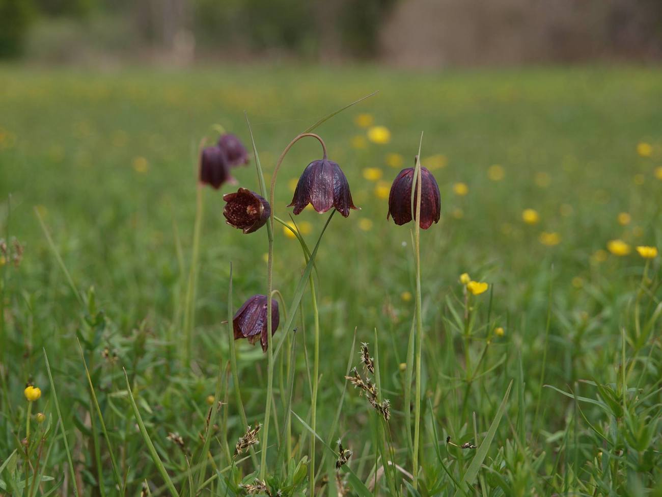 Image of Fritillaria meleagroides specimen.