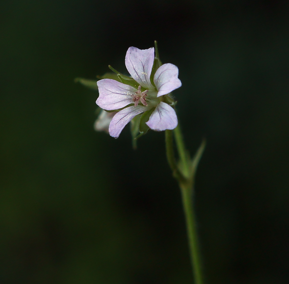 Image of Geranium sibiricum specimen.